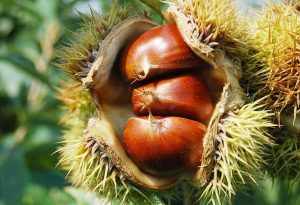 This is the season for tasty chestnuts